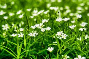 Wild flowers in the forest among the green grass in the spring or summer time of the year. photo