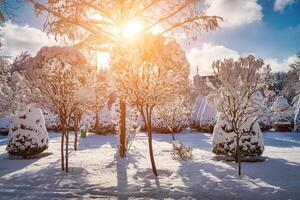 Sunset or dawn in a winter city park with trees covered with snow and ice. photo
