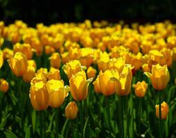 amarillo tulipanes iluminado por luz de sol en un flor cama. paisajismo foto