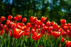 rojo tulipanes iluminado por luz de sol en un flor cama. paisajismo foto