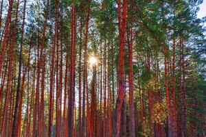 Sunset or sunrise in the spring pine forest covered with a snow. Sunbeams shining through the tree trunks. photo
