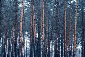 Pine autumn misty forest. Rows of pine trunks shrouded in fog on a cloudy day. photo