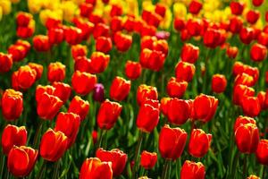 rojo y amarillo tulipanes iluminado por luz de sol en un flor cama. paisajismo foto