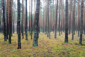 Pine autumn misty forest. Rows of pine trunks shrouded in fog on a cloudy day. photo