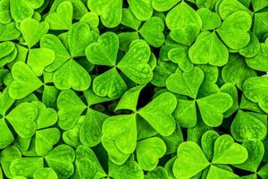 Background with green clover leaves for Saint Patrick's day. Shamrock as a symbol of fortune. photo