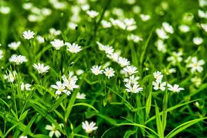 Wild flowers in the forest among the green grass in the spring or summer time of the year. photo