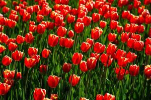 rojo tulipanes iluminado por luz de sol en un flor cama. paisajismo foto