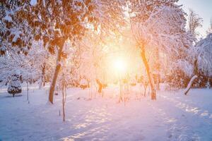 Sunset or dawn in a winter city park with trees covered with snow and ice. photo