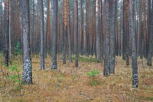 Pine autumn misty forest. Rows of pine trunks shrouded in fog on a cloudy day. photo