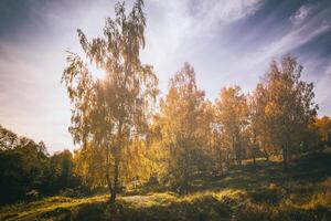 Yellow leaf fall in the birch grove in golden autumn on sunset. Landscape. Vintage film aesthetic. photo