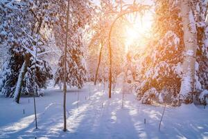 Sunset or dawn in a winter city park with trees covered with snow and ice. photo