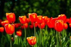 Red tulips lit by sunlight on a flower bed. Landscaping. photo