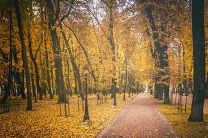 dorado otoño en un ciudad parque con arboles y caído hojas en un nublado día. Clásico película estético. foto