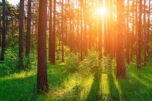 Sunset or dawn in a pine forest with lilies of the valley blooming on the ground. photo