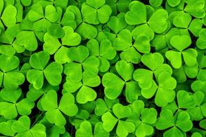 Background with green clover leaves for Saint Patrick's day. Shamrock as a symbol of fortune. photo