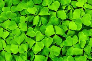 Background with green clover leaves for Saint Patrick's day. Shamrock as a symbol of fortune. photo