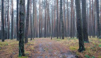 Pine autumn misty forest. Rows of pine trunks shrouded in fog on a cloudy day. photo