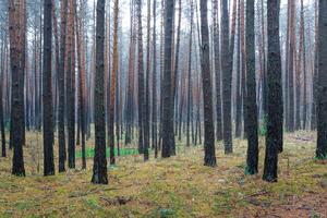 pino otoño brumoso bosque. filas de pino bañador envuelto en niebla en un nublado día. foto