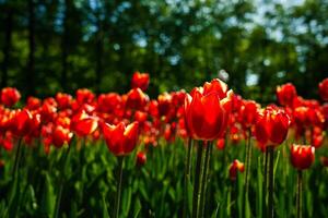 rojo tulipanes iluminado por luz de sol en un flor cama. paisajismo foto