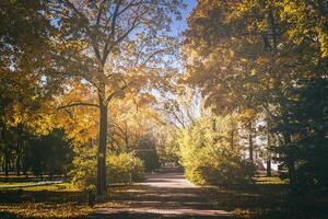 hoja otoño en el ciudad parque en dorado otoño. paisaje con arces y otro arboles en un soleado día. Clásico película estético. foto