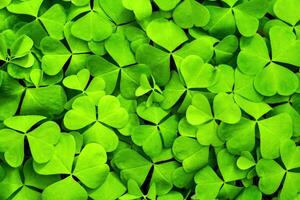 Background with green clover leaves for Saint Patrick's day. Shamrock as a symbol of fortune. photo