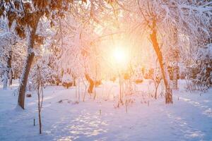 Sunset or dawn in a winter city park with trees covered with snow and ice. photo