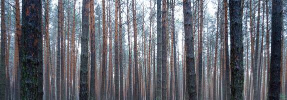 Panorama of pine autumn misty forest. Rows of pine trunks shrouded in fog on a cloudy day. photo