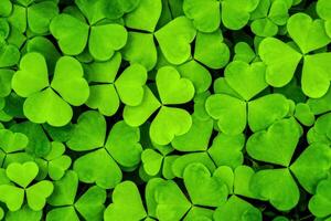 Background with green clover leaves for Saint Patrick's day. Shamrock as a symbol of fortune. photo