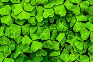 Background with green clover leaves for Saint Patrick's day. Shamrock as a symbol of fortune. photo