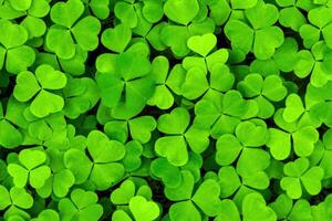 Background with green clover leaves for Saint Patrick's day. Shamrock as a symbol of fortune. photo