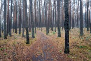 Pine autumn misty forest. Rows of pine trunks shrouded in fog on a cloudy day. photo