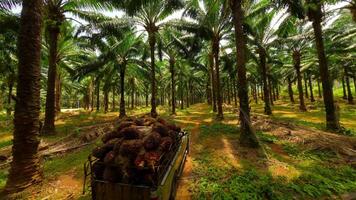 Auto geladen mit Palme Obst Fahren durch Palme Öl Plantage, Thailand video