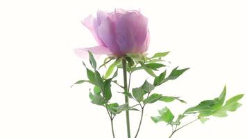 rose arbre pivoine fleur, isolé sur blanc Contexte video