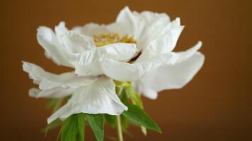 White tree peony flower, isolated on brown background video