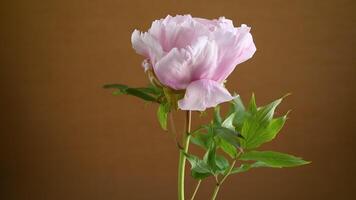 Pink tree peony flower, isolated on brown background video