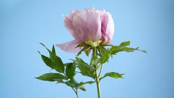 roze boom pioen bloem, geïsoleerd Aan blauw achtergrond video