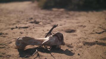 Animal bone in the desert. Man walks by. video