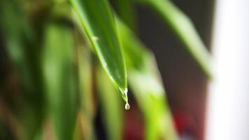 Close-up of a drop forming at the tip of a green leaf, then slowly dripping down. Each drop reflects light as it suspends, symbolizing purity. The drop's journey from leaf captures nature's cycle. video