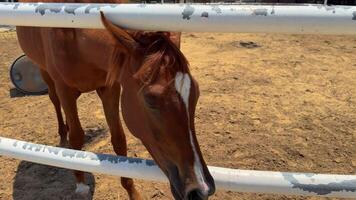 lindo cavalo corrida dentro a arena video