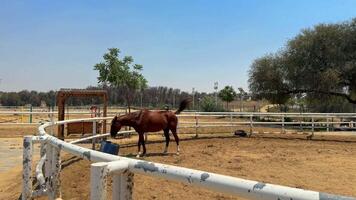 bellissimo cavallo in esecuzione nel il arena video