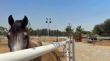 lindo cavalo corrida dentro a arena video