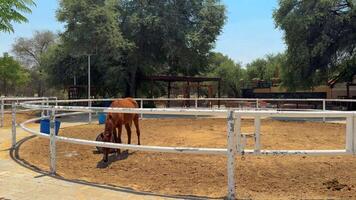 lindo cavalo corrida dentro a arena video