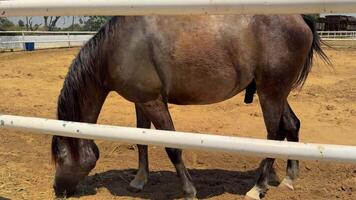 beautiful horse running in the arena video