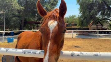 lindo cavalo corrida dentro a arena video