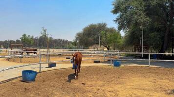 beautiful horse running in the arena video