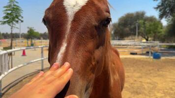 bellissimo cavallo in esecuzione nel il arena video