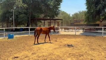 bellissimo cavallo in esecuzione nel il arena video