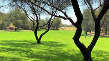 blauw lucht en park in zomer. hoog kwaliteit 4k beeldmateriaal video