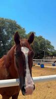 hermosa caballo corriendo en el arena video