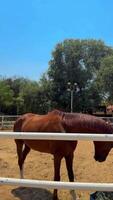 hermosa caballo corriendo en el arena video